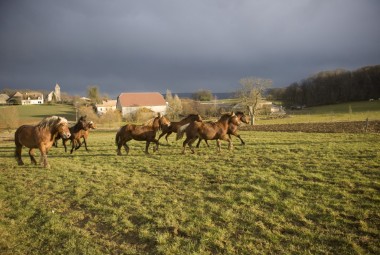 Élevage et animaux.