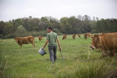 Pâturage des vaches limousines avec l'éleveur.