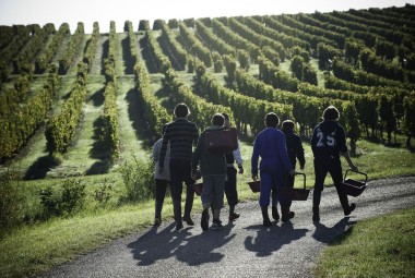 École de viticulture et d’œnologie. Étudiants en bac pro commerce œnologie participant à un cours de vendange et de vinification.