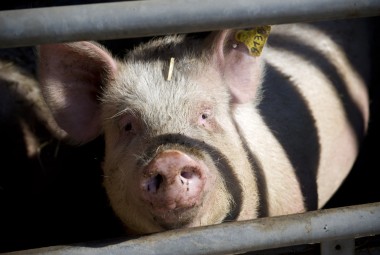 Élevage de cochons sur paille. Engraissement.