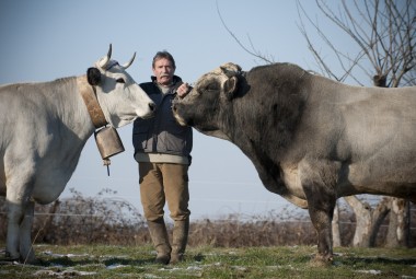 Bovins de race Gascon avec l'éleveur.