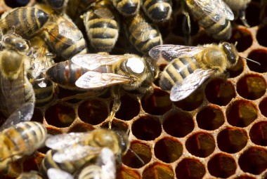 Elevage d'abeilles dans des ruches sur la miellée de lavandes. Une reine autour des abeilles.