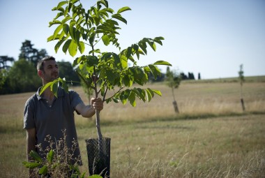 Agroforesterie. Technicien observant un arbre.