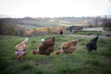 Poules Cou-nu.