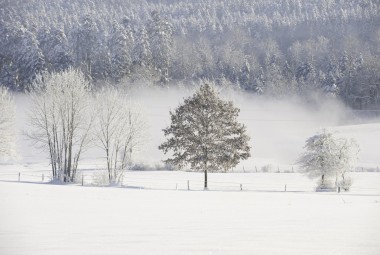 Paysage enneigé. Arbres givrés en lisière d'une forêt de sapins.