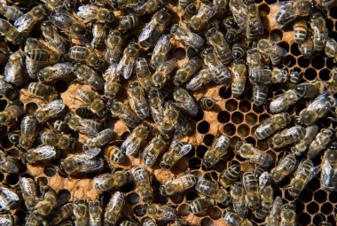 Abeilles stockant miel et pollen dans les alvéoles d'une ruche.