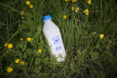 Exploitation laitière. Bouteille de lait cru.