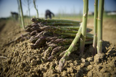 Récolte d'asperges vertes biologiques.