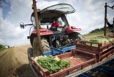 Maraîchage biologique. Repiquage de jeunes plants de poireaux biologiques. Repiqueuse semi-automatique.