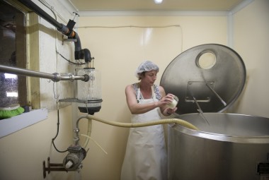 Élevage de brebis laitière de race Lacaune et production de fromage à la ferme.