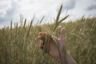 Observation de céréales.