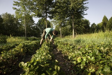 Cultures maraîchères biologiques en agroforesterie. Récolte de fraises.