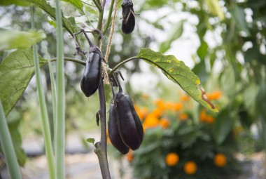 Pieds d'aubergines sous serre. Exploitation maraîchère biologique.