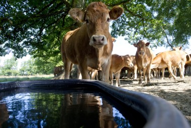 Système d'élevage innovant. Élevage mixtes bovins-ovins permettant de jouer sur la complémentarité pour le meilleur qualité de l'herbe. Abreuvage d'une vache limousine.