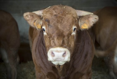 Taurillons limousins.