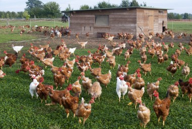 Poules en plein air, devant une poulailler. Aviculteur biologique, élevage de volailles et œufs.