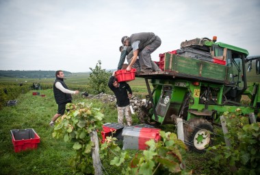 Vendanges. Chargement des caisses de Pinot Noir.