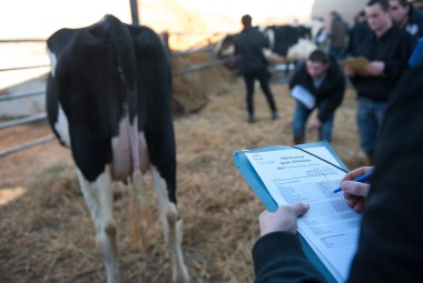 Concours de Jugement des Animaux par les Jeunes, espèce bovine (CJAJ). Jeunes de l'enseignement agricole pendant l'épreuve de pointage d'une Prim'Holstein.