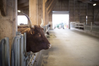 Vache Salers.