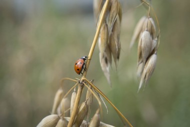 Coccinelles sur un épis d'avoine. Exploitation agricole biologique orientée agroécologie, cette ferme de polyculture-élevage emploie 7 personnes sur 270 hectares cultivés.