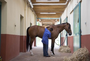 Clinique vétérinaire et équitation.