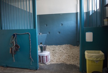 Boxe équin de l'école nationale vétérinaire d'Alfort (ENVA).