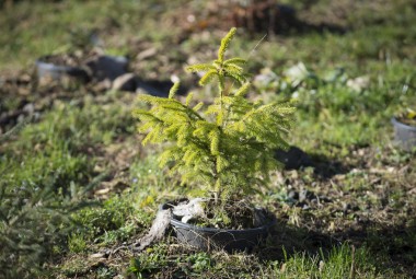 Culture de sapins de Noël naturels en pot.