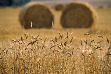 Épis de blé sur fond de bottes de paille.